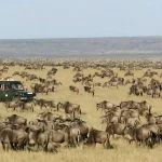 Serengeti Migration: 6-Day the Mara River Crossing at Glance