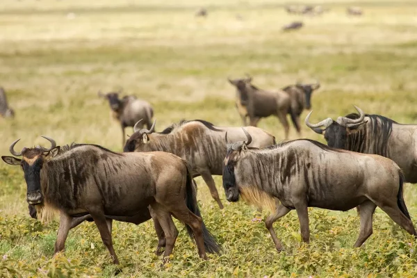 Serengeti Wildebeest Migration