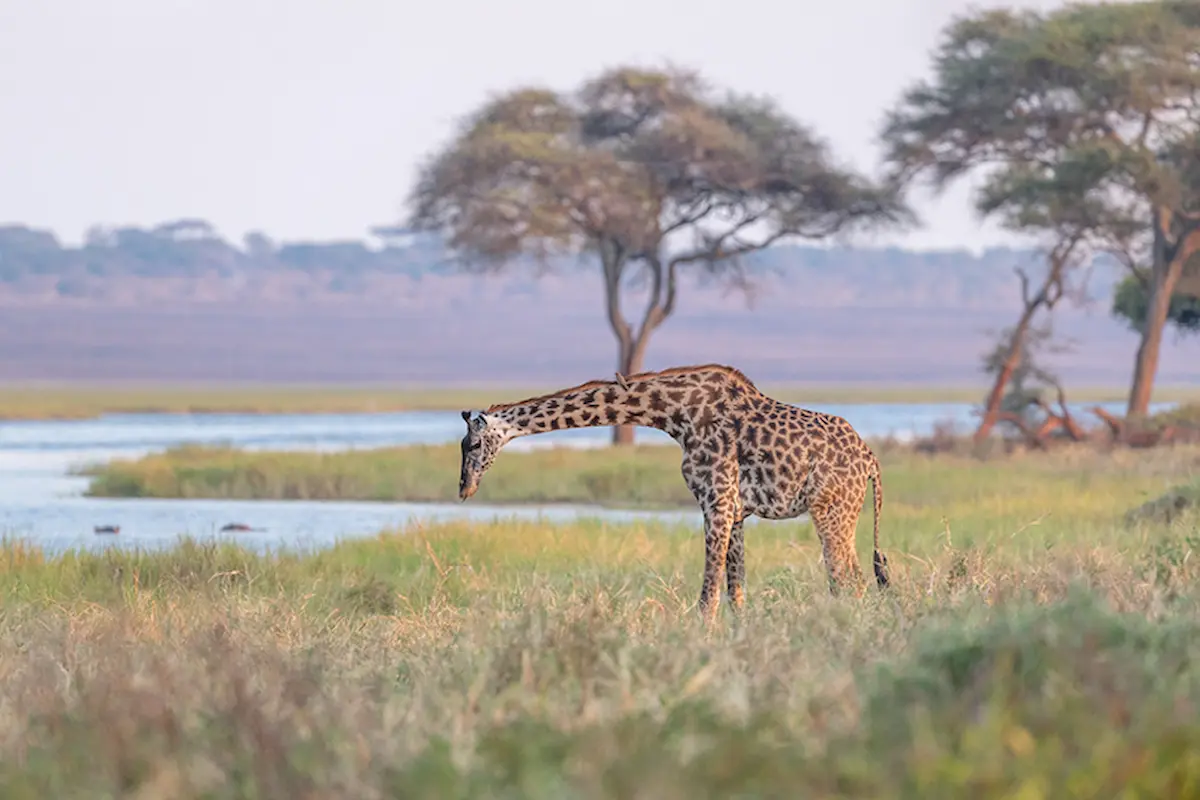 Giraffe in Selous Game Reserve