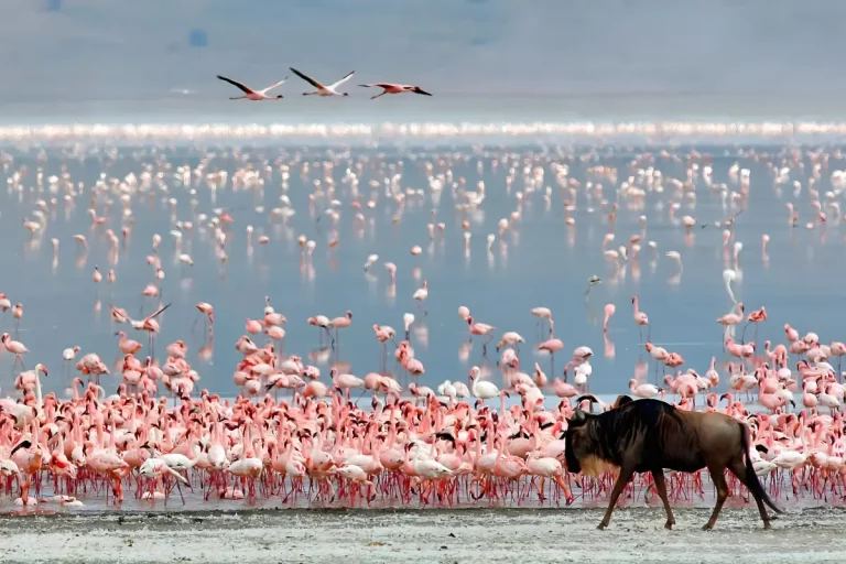 Flamingoes at Lake Manyara National Park | Guided game drive in Lake Manyara National Park - East Africa Safari Guides