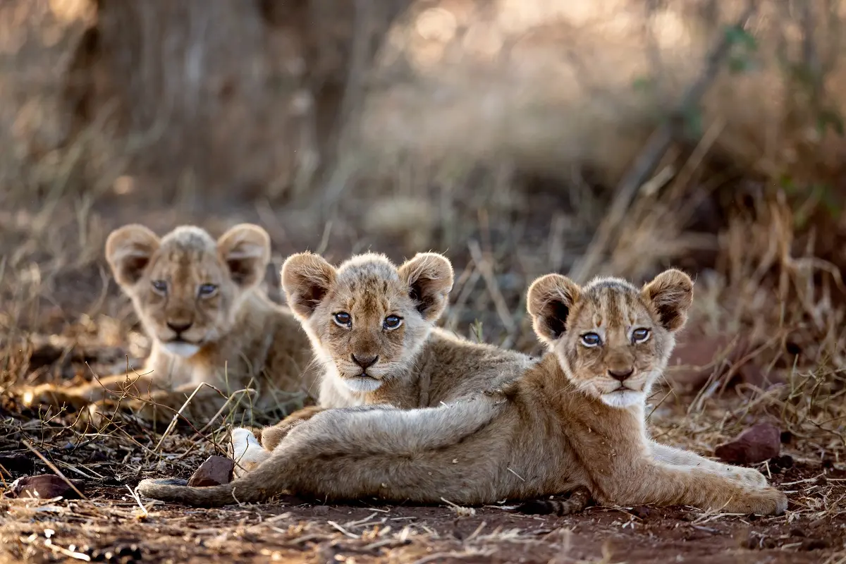 Lion's cubs in Ruaha National Park