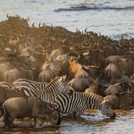 Migration in Maasai Mara, at the front are Zebras trying to jump