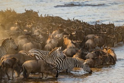 Migration in Maasai Mara, at the front are Zebras trying to jump