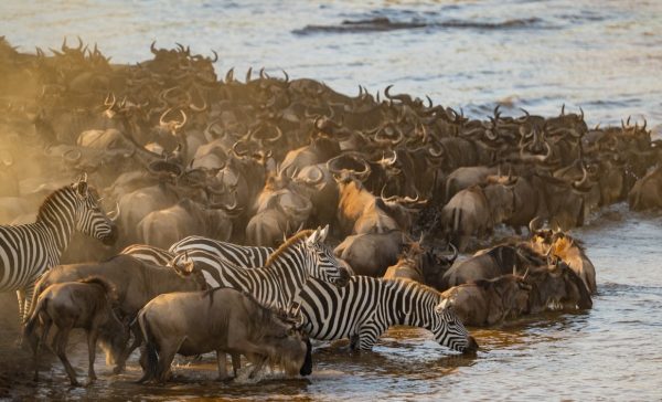 Migration in Maasai Mara, at the front are Zebras trying to jump