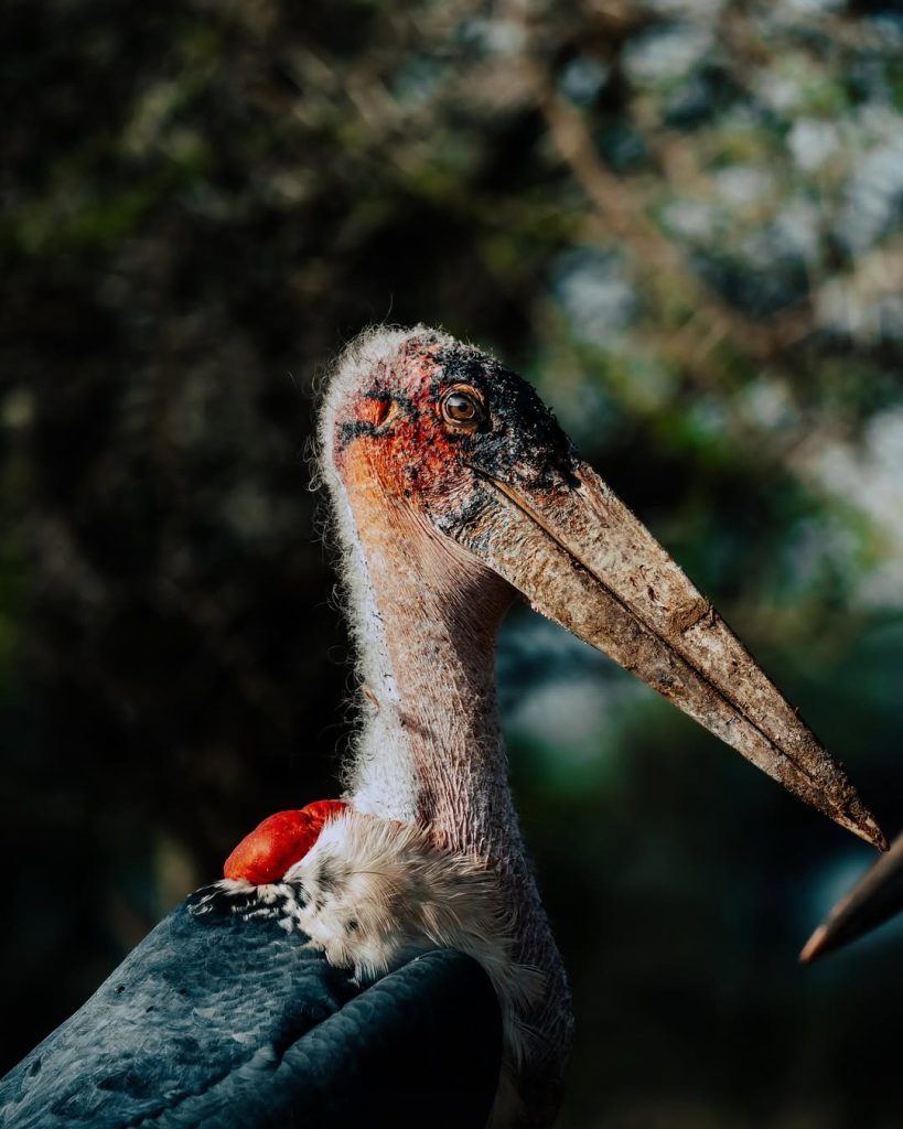Marabou Stork in Serengeti National Park