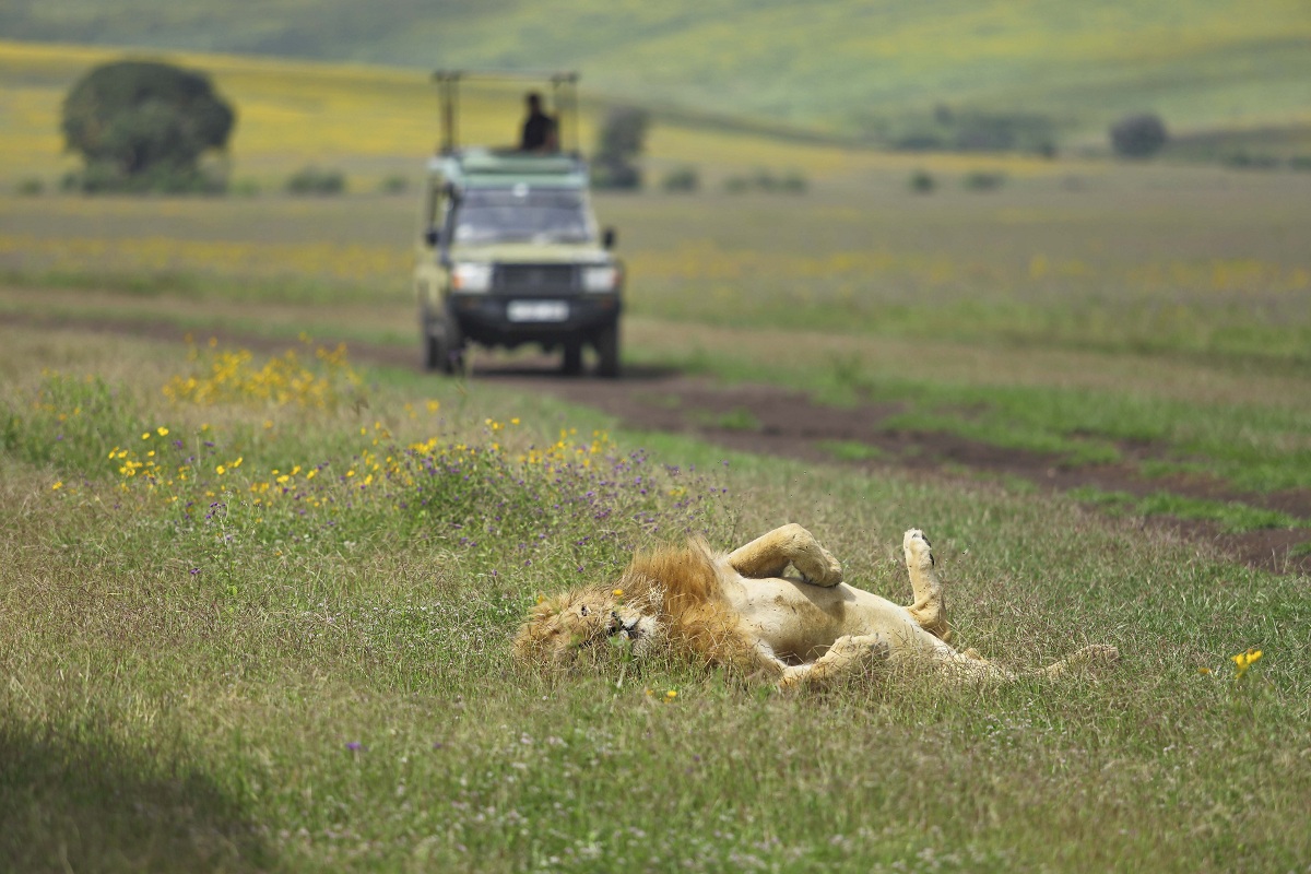 Lion basking on the Ngorongoro Crater