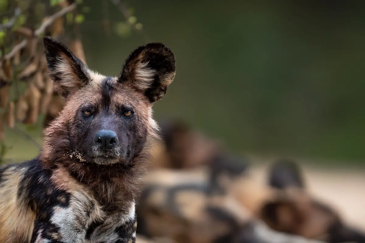 Wild dogs in Selous Game Reserve