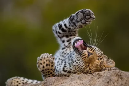 3 Days Ngorongoro Luxury Safari | Leopard's Cub relaxing on top of the kopje
