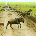 Serengeti Wildebeests Migration | Wildebeest with calf