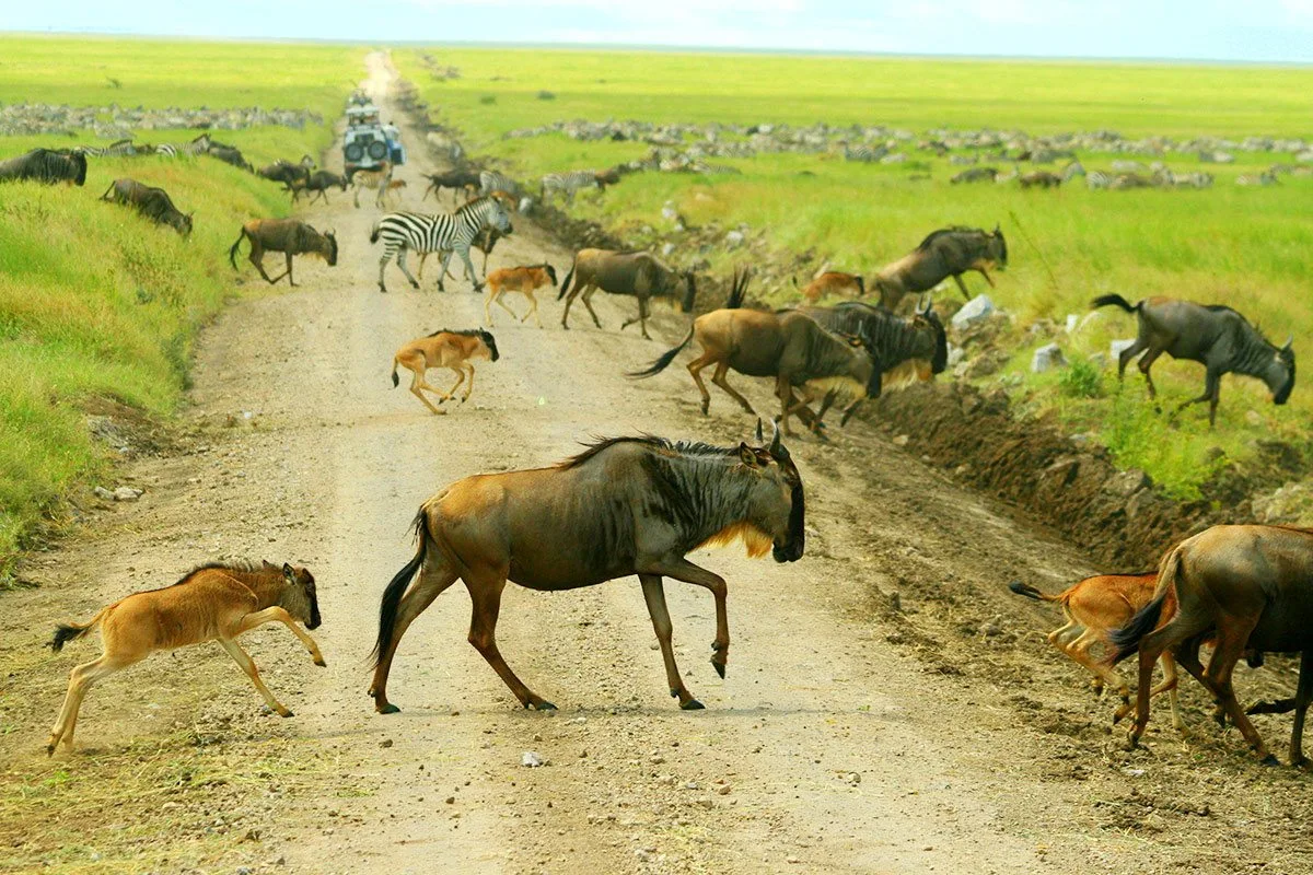 Serengeti Wildebeests Migration | Wildebeest with calf
