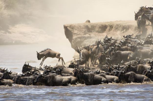 8 Days Serengeti Wildebeest Migration Safari 2024