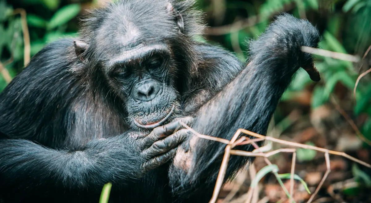 Chimps at Mahale National Park | Mahale Mountains National Park