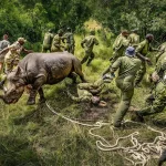 Translocation of 21 Black Rhinos to Loisaba Conservancy | Kenya Conservation by East Africa Safari Guides