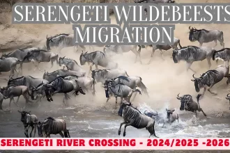 2024 - 2025 Serengeti Wildebeest Migration Guide - East Africa Safari Guides