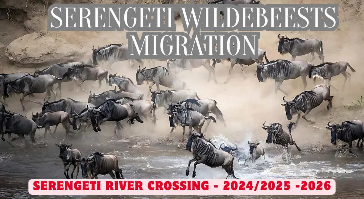 2024 - 2025 Serengeti Wildebeest Migration Guide - East Africa Safari Guides