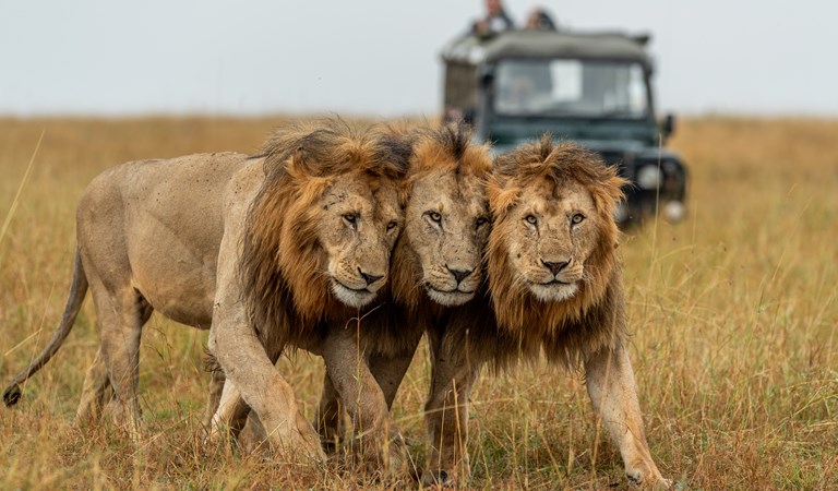 Serengeti Big Cats | Luxury in Tanzania: Chimpanzee Trekking, Serengeti's Big Cats