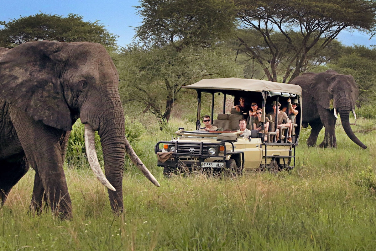 Tourist in Tanzania safari exploring the majestic elephants in Serengeti National Park
