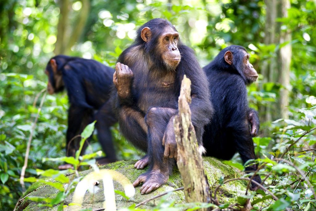 Luxury in Tanzania: Chimpanzee Trekking, Serengeti's Big Cats