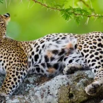 Leopard in Serengeti National Park