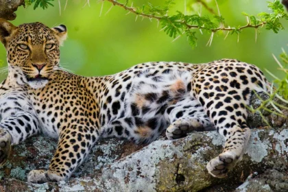 Leopard in Serengeti National Park