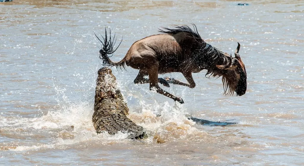 Wildebeest River Crossing - East Africa Safari Guides best tour 2024/2025 - 2026 Tanzania Safari Tours