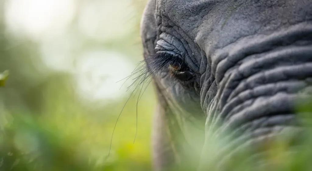African Elephants - Tarangire National Park