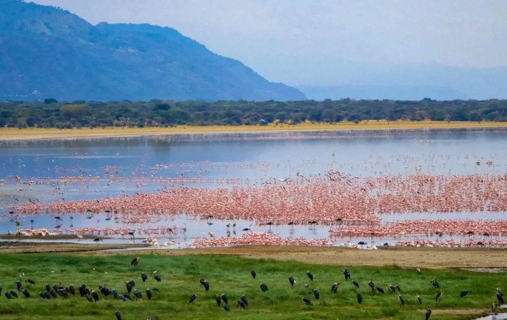 Flamingos at Lake Manyara National Park - The famous lakes in Tanzania
