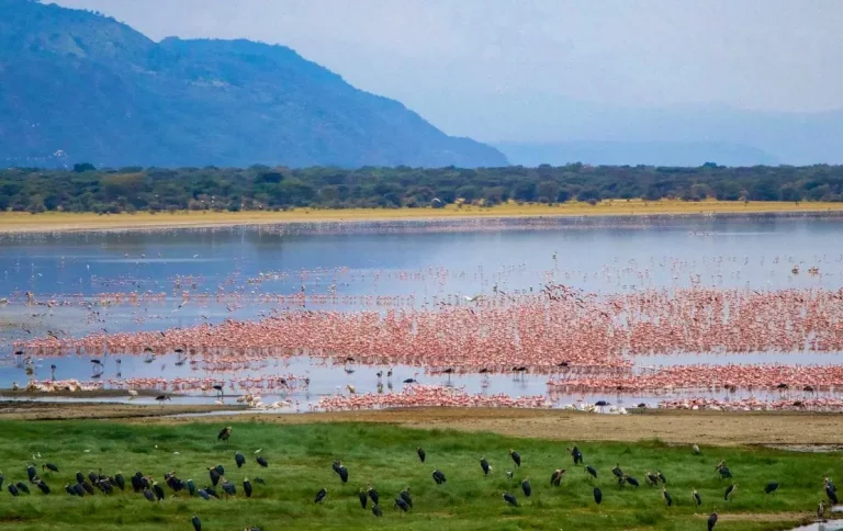 Flamingos at Lake Manyara National Park - The famous lakes in Tanzania