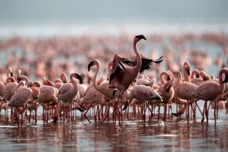 Flamingos in Lake Natron