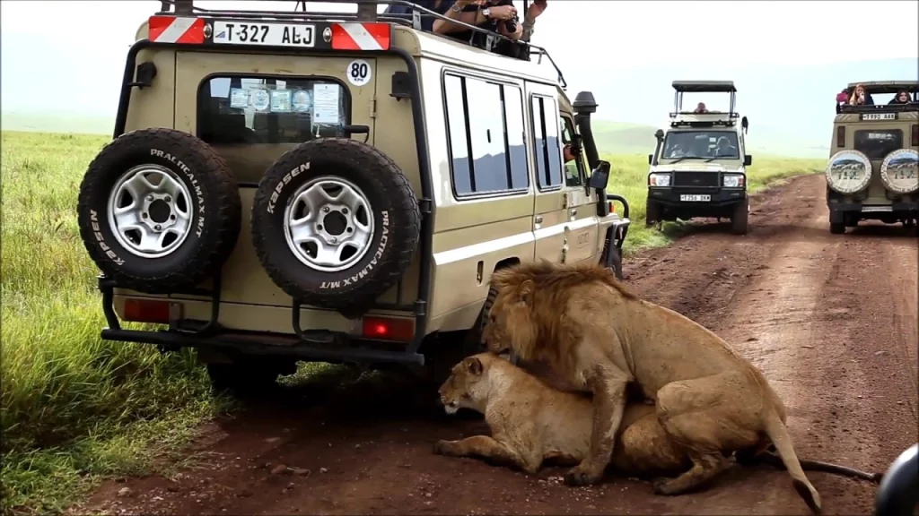 Lions mating in Serengeti National Park - African Safaris