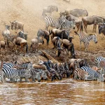 How to Plan & Book a Wildebeest Migration Safari 2025/2026