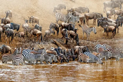 How to Plan & Book a Wildebeest Migration Safari 2025/2026