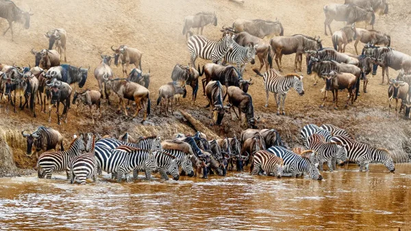 How to Plan & Book a Wildebeest Migration Safari 2025/2026
