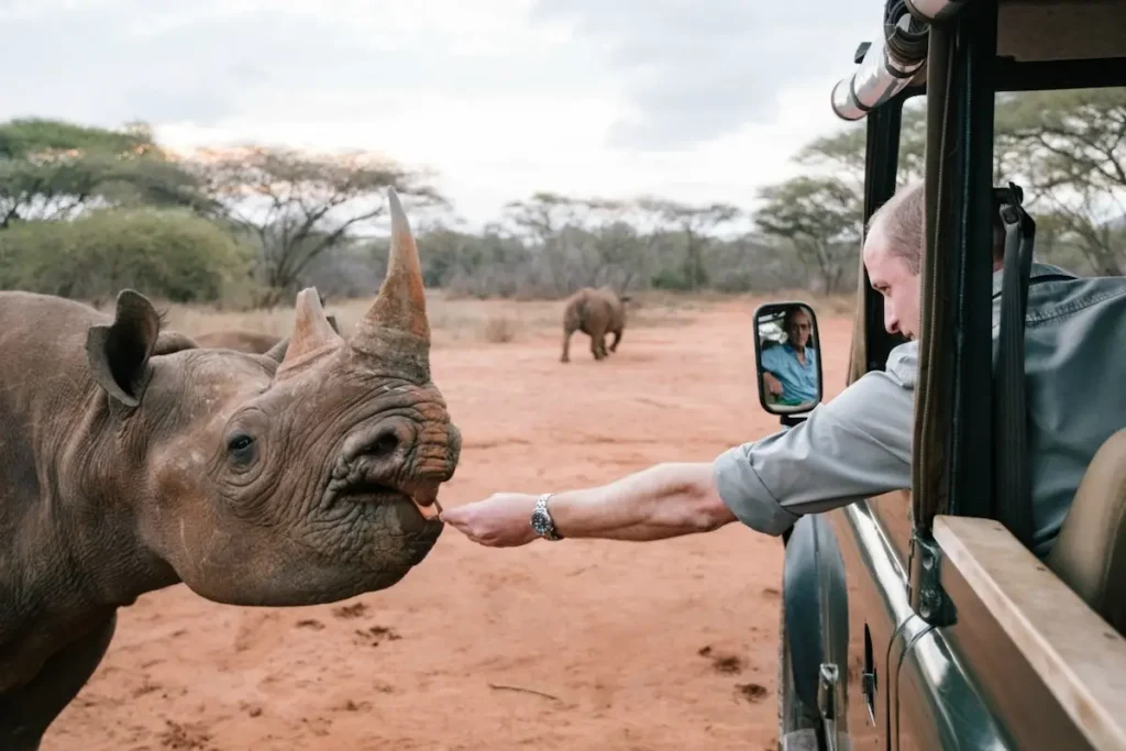 Black rhino at Mkomazi