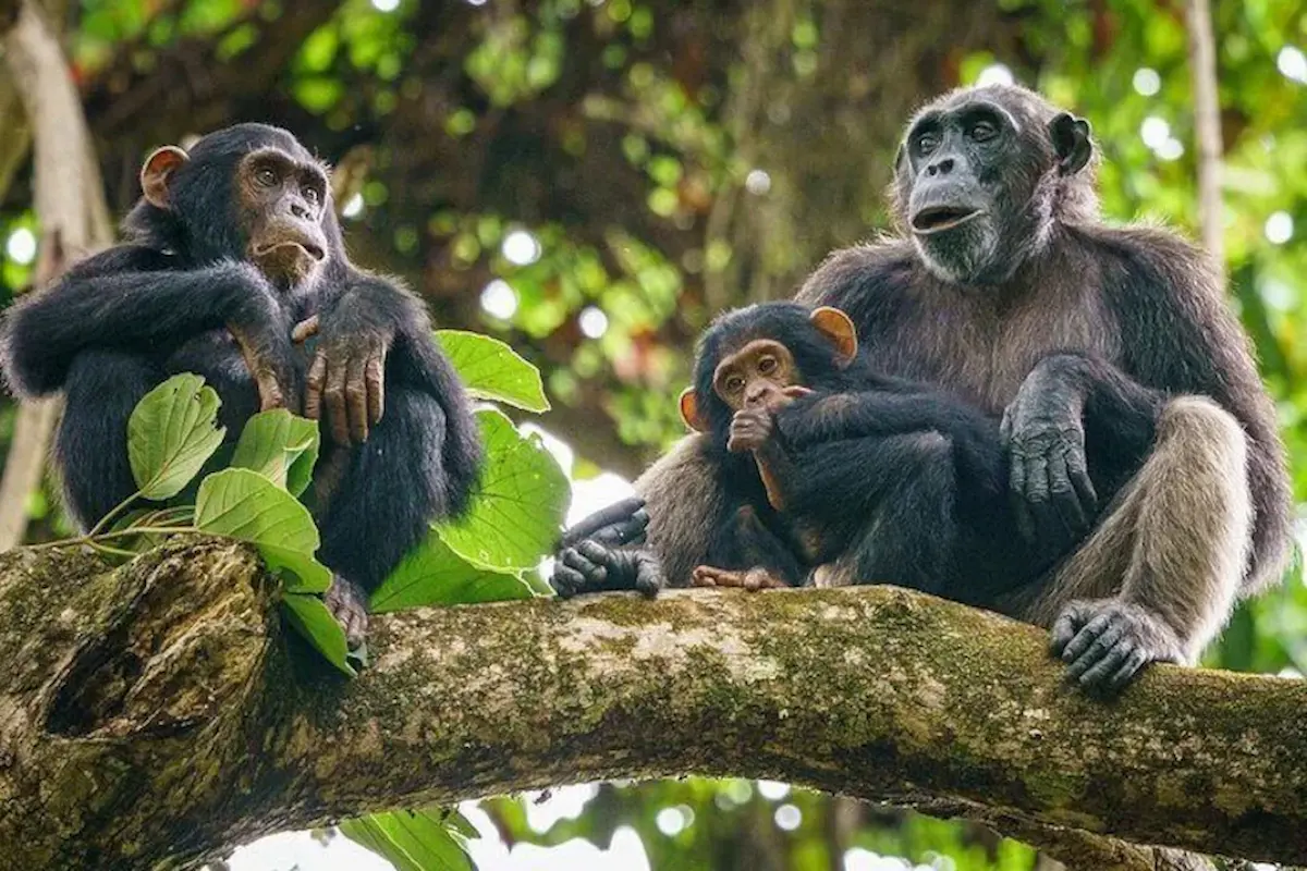 Chimpanzees in Gombe - Tanzania