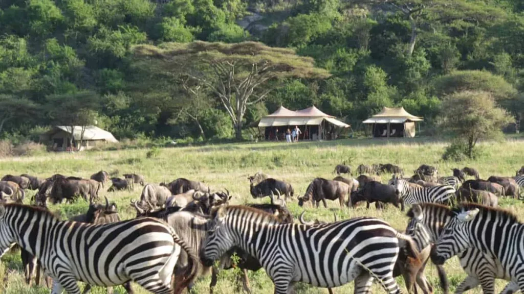 Serengeti Game Drive during the Great Safari Migration
