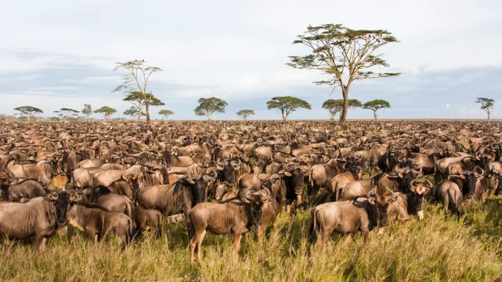 Wildebeest grazining in Serengeti on their journey to Northern Serengeti to cross the Mara River.
