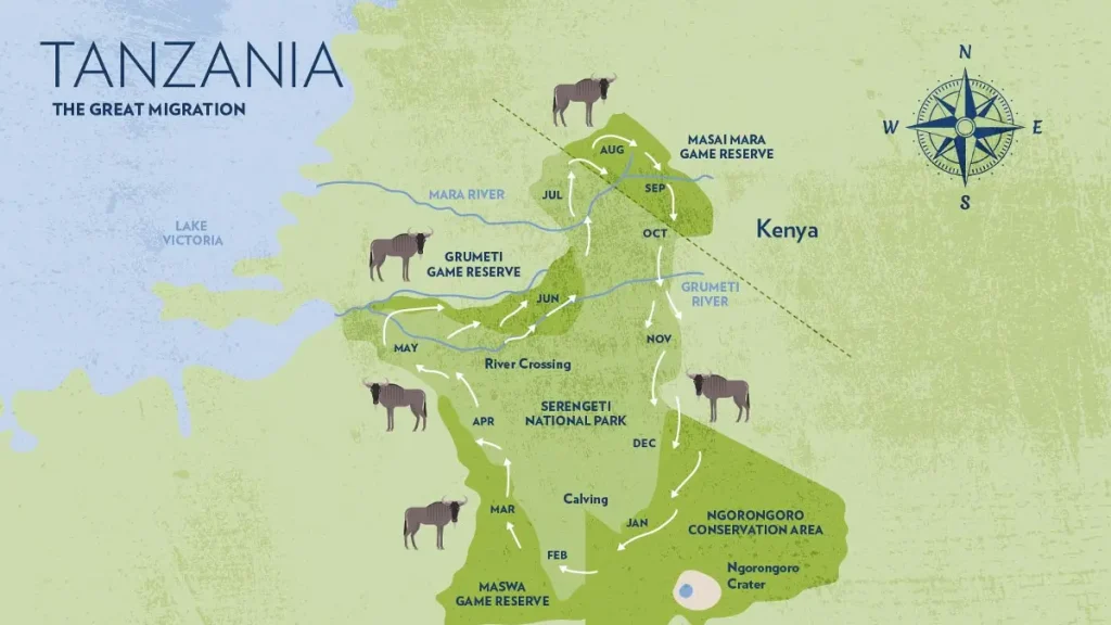 Map showing how wildeeets move from the southern Serengeti to the Northern Serengeti National Park into the  Mara River