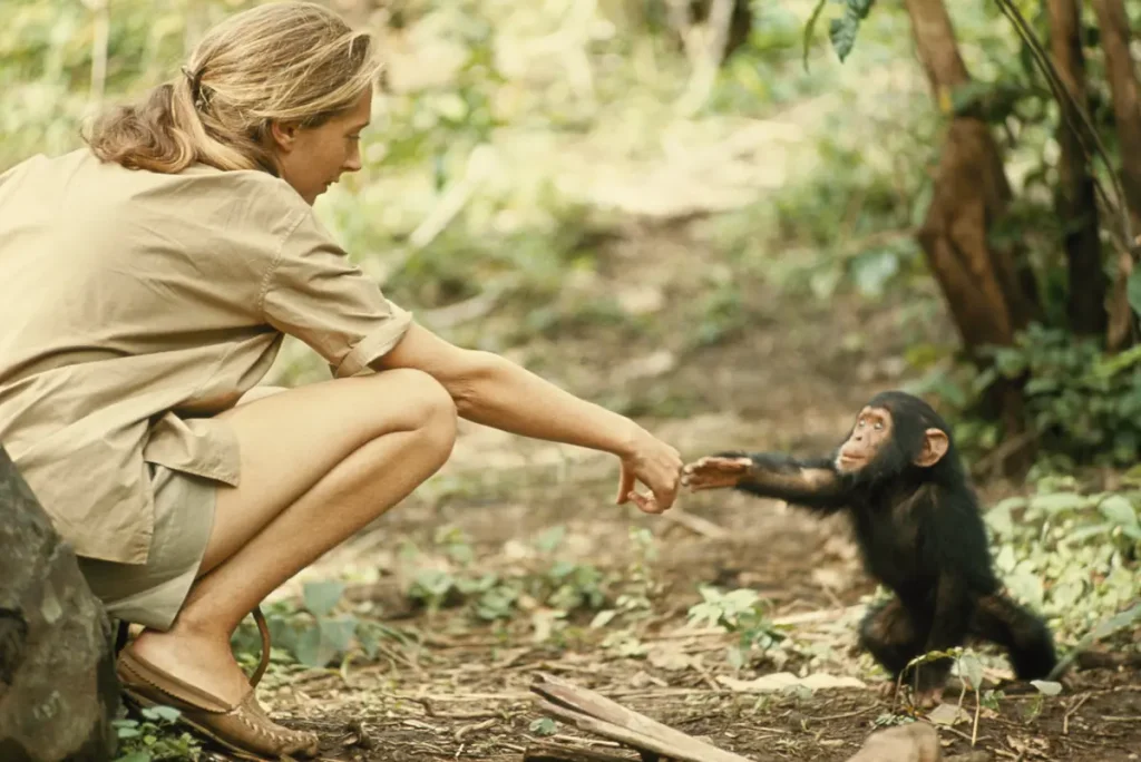 Jane Goodall Chimpanzee