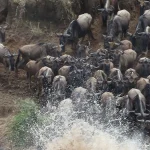 Serengeti Migration August 2025