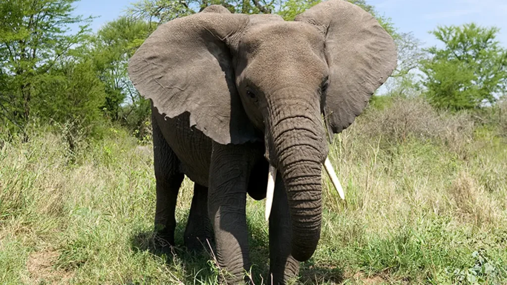 Elephant grazing in Serengeti National Park