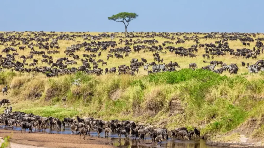 Tanzania Wildebeest Migration in Serengeti National Park