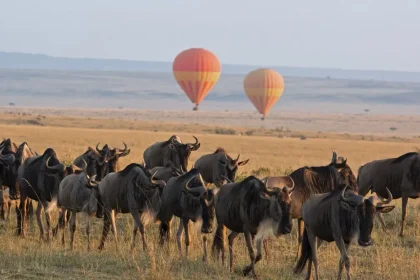 Serengeti - Mara Wildebeest Migration | East Africa Safari Guides