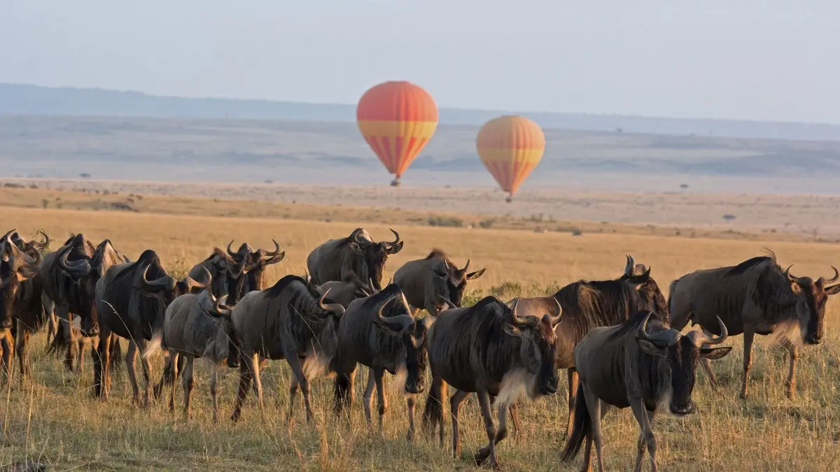 Serengeti - Mara Wildebeest Migration | East Africa Safari Guides