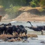Great Migration in Serengeti