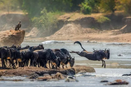 Great Migration in Serengeti