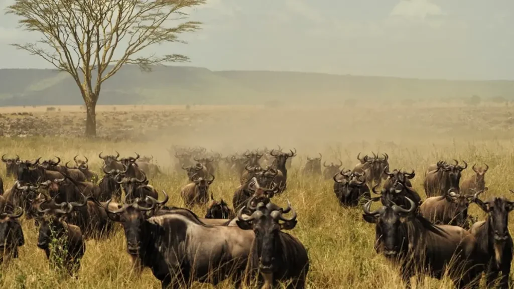Serengeti Migration Safari Tours 2025 2026 