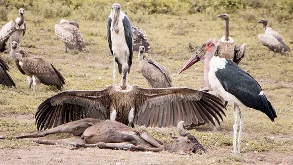 Marabou storks and vultures compete over a wildebeest carcass left behind during the Serengeti Migration.