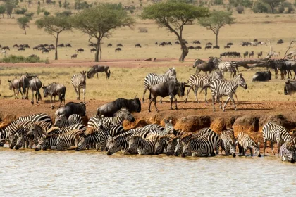 Wildebeest Migration in Serengeti National Park 2025