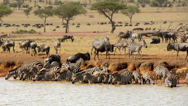 Wildebeest Migration in Serengeti National Park 2025
